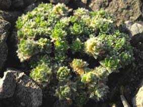 Arabis bryoides